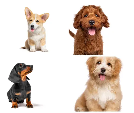 Screenshot 2026-02-27 153927 {{brizy_dc_image_alt imageSrc=