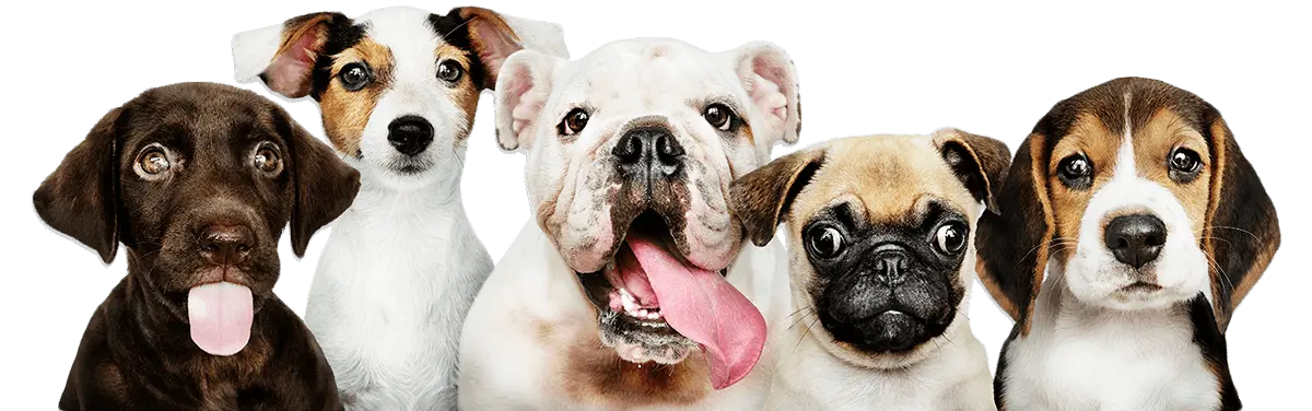 slide1-element {{brizy_dc_image_alt imageSrc=