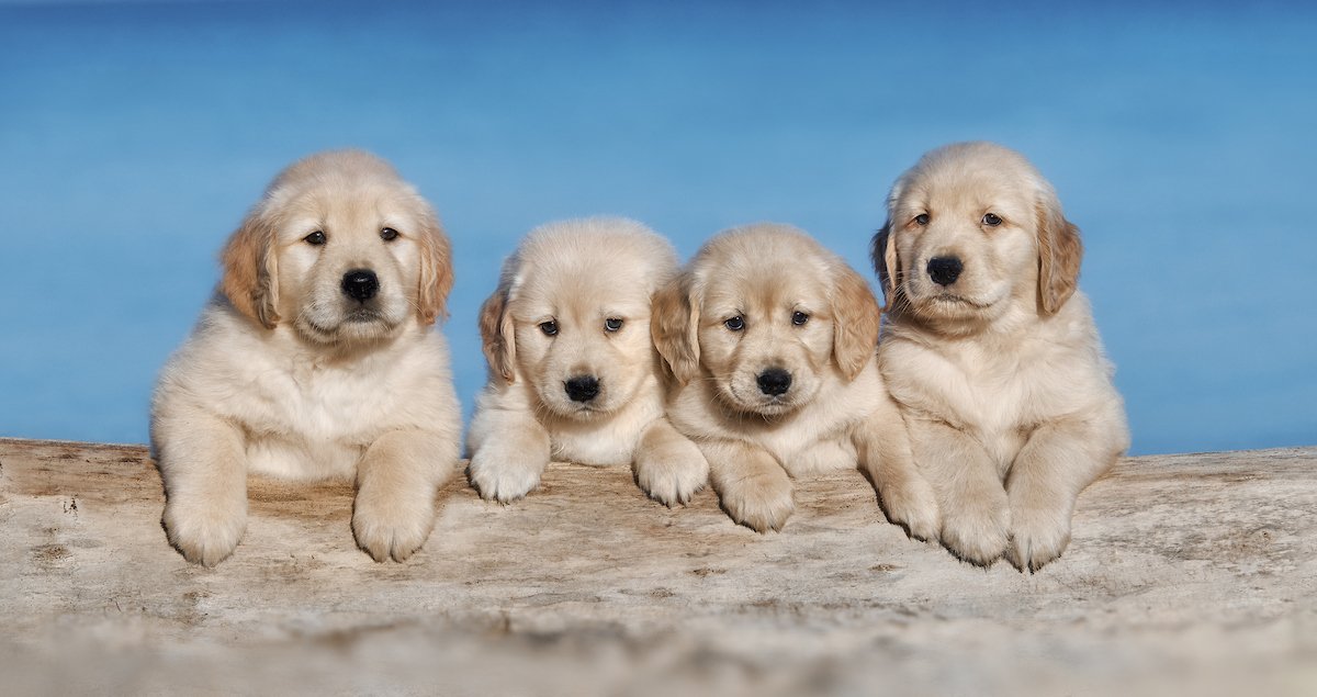 54 dsc 0260retriever puppies 1 1