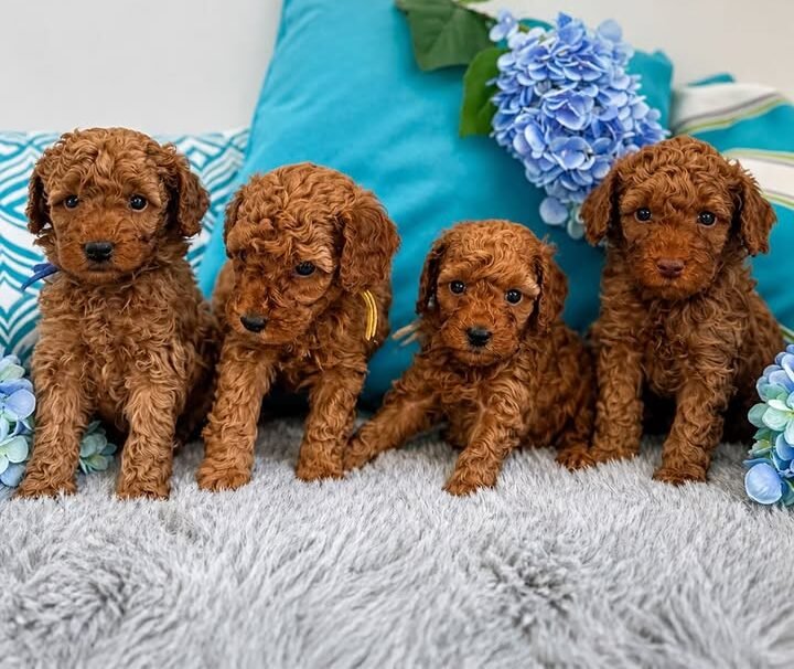 cachorros caniche
