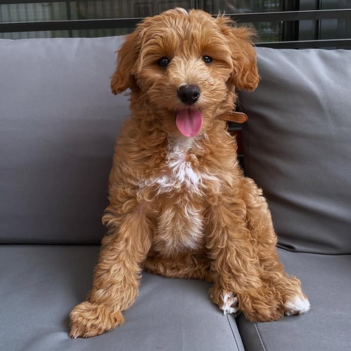 CACHORROS MALTIPOO EN VENTA whatsapp image 2026 05 04 at 10.00.16 pm