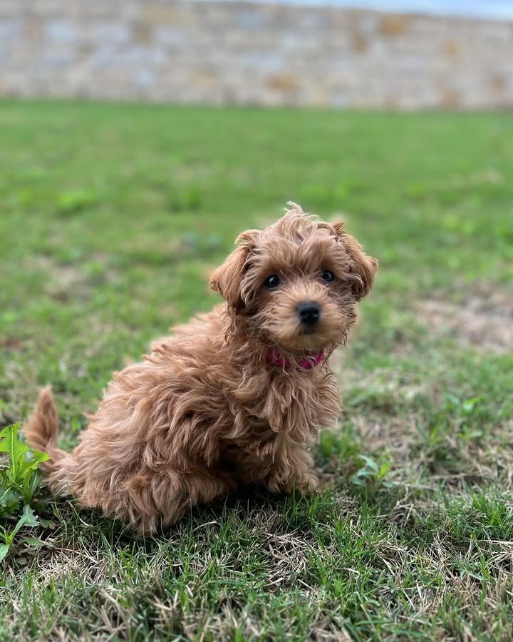 CACHORROS MALTIPOO EN VENTA whatsapp image 2026 05 04 at 10.00.27 pm