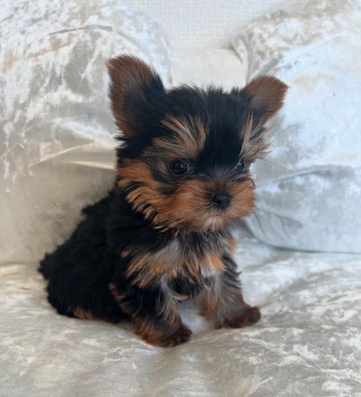 CACHORROS YORKIE EN VENTA whatsapp image 2026 05 04 at 10.22.17 pm
