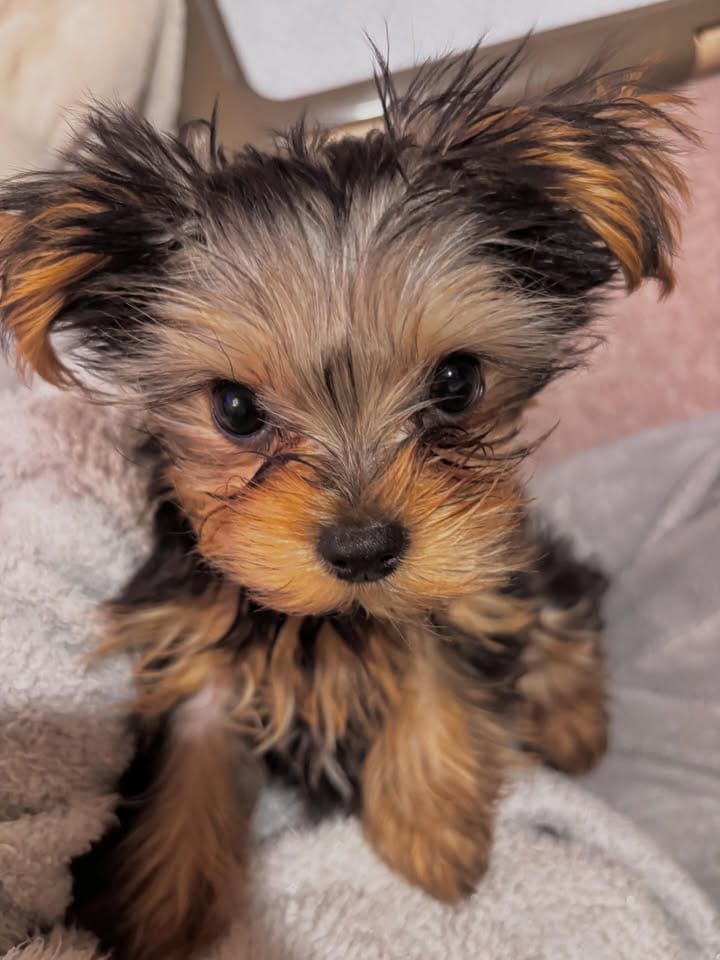 CACHORROS YORKIE EN VENTA whatsapp image 2026 05 04 at 10.36.59 pm