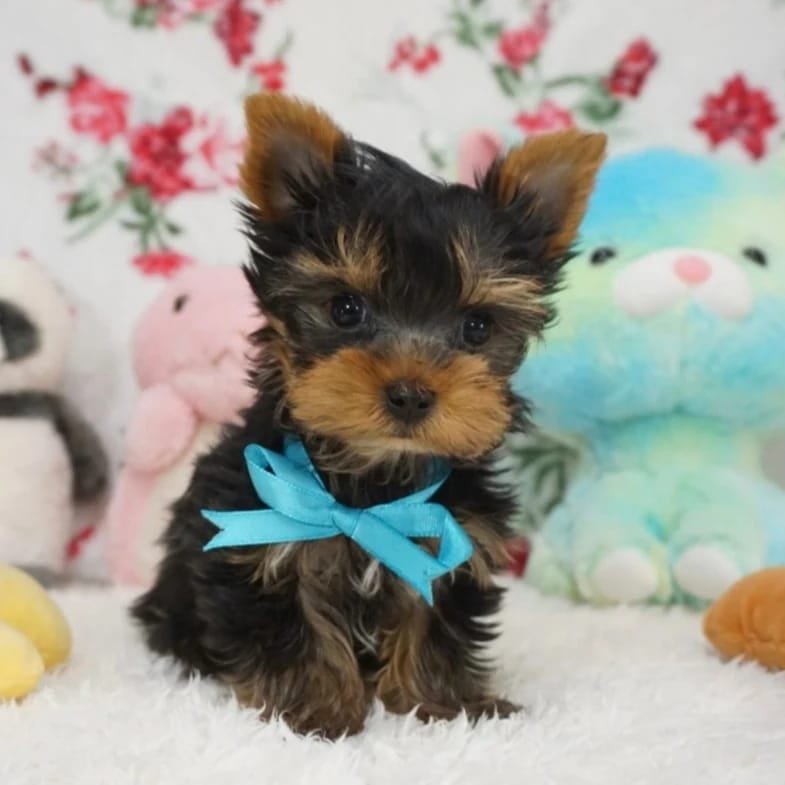 CACHORROS YORKIE EN VENTA whatsapp image 2026 05 04 at 10.38.35 pm