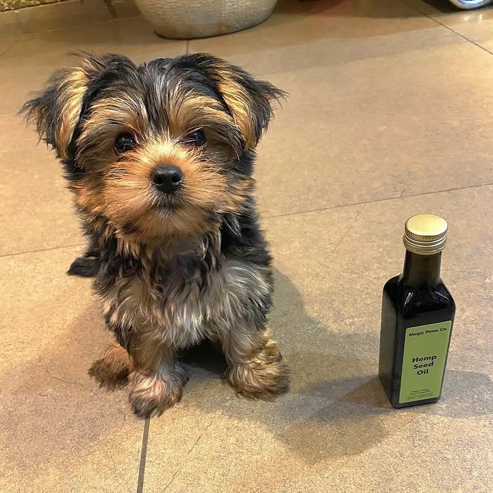 CACHORROS YORKIE EN VENTA whatsapp image 2026 05 04 at 10.41.02 pm