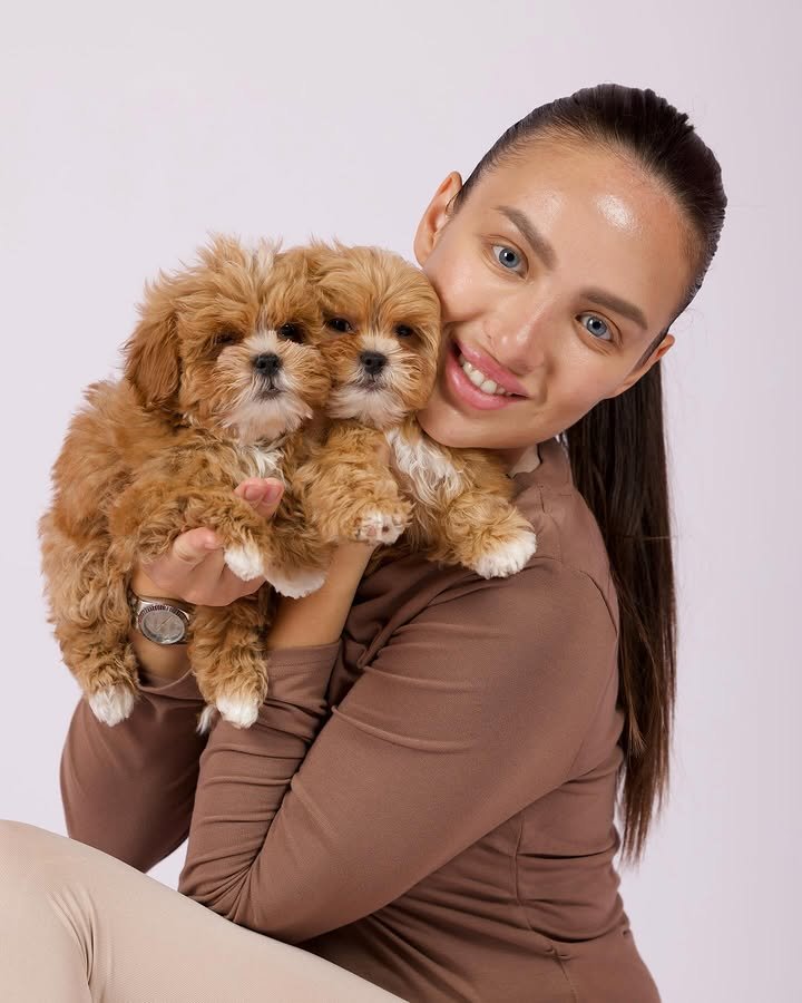 cachorros en venta