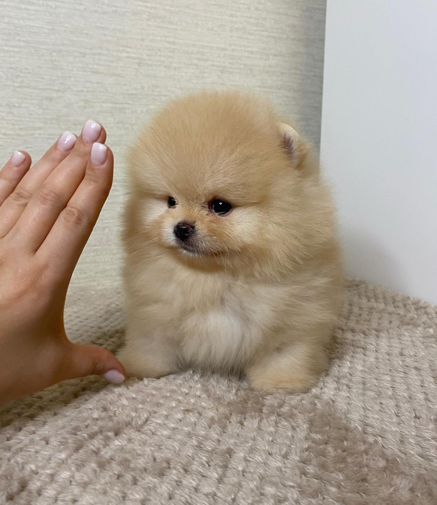 POMERANIA EN VENTA cachorros pomerania