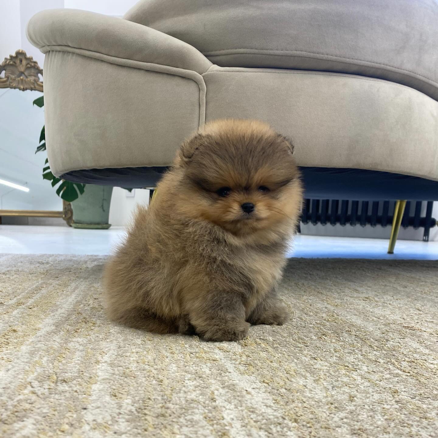 POMERANIA EN VENTA whatsapp image 2026 05 04 at 11.18.41 pm (1)