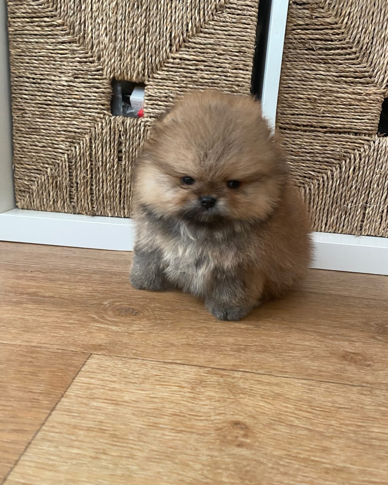 POMERANIA EN VENTA whatsapp image 2026 05 04 at 11.22.50 pm