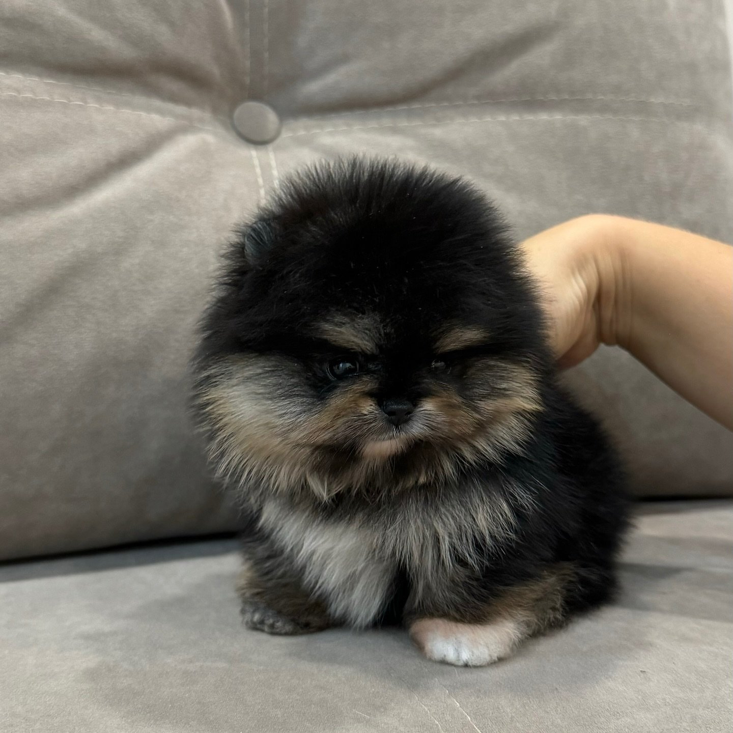 POMERANIA EN VENTA whatsapp image 2026 05 04 at 11.23.15 pm