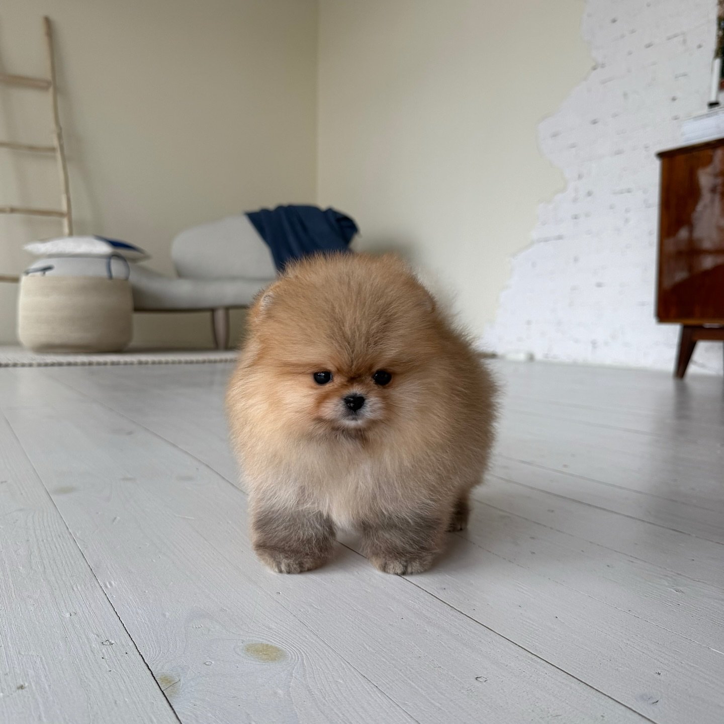 POMERANIA EN VENTA whatsapp image 2026 05 04 at 11.26.18 pm