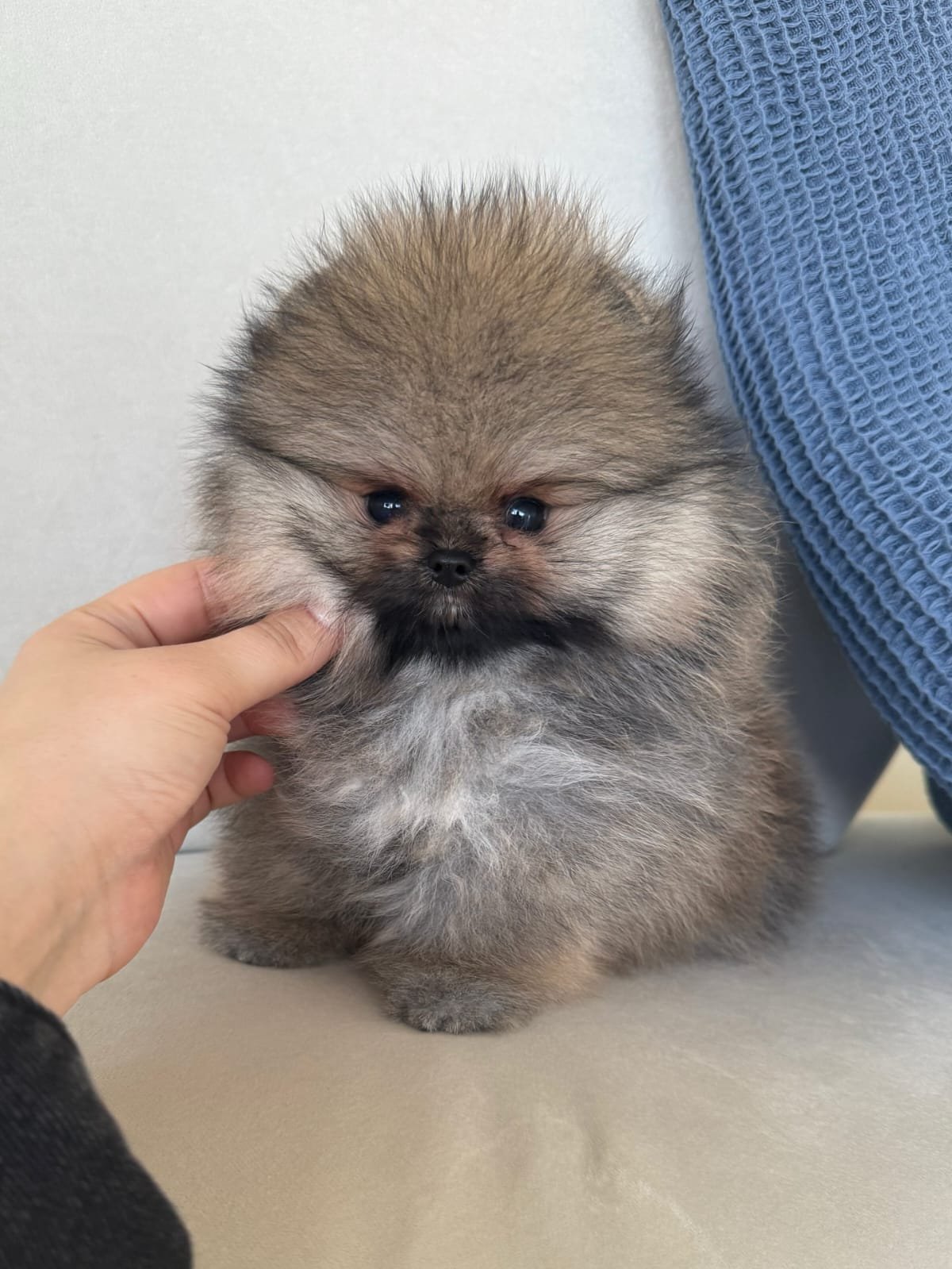 POMERANIA EN VENTA whatsapp image 2026 05 04 at 11.26.47 pm