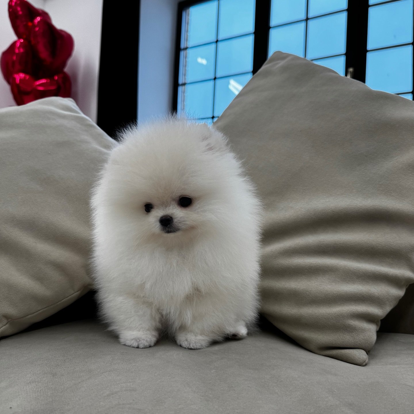 POMERANIA EN VENTA whatsapp image 2026 05 04 at 11.26.51 pm