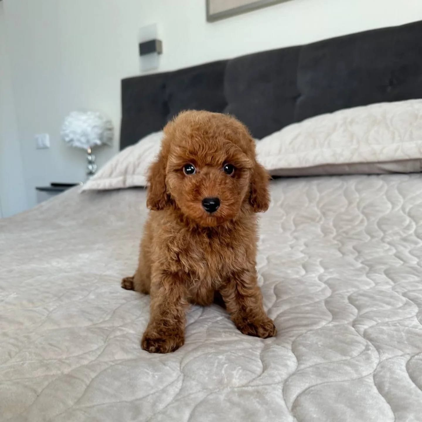CACHORROS CANICHE EN VENTA whatsapp image 2026 05 04 at 9.12.53 pm