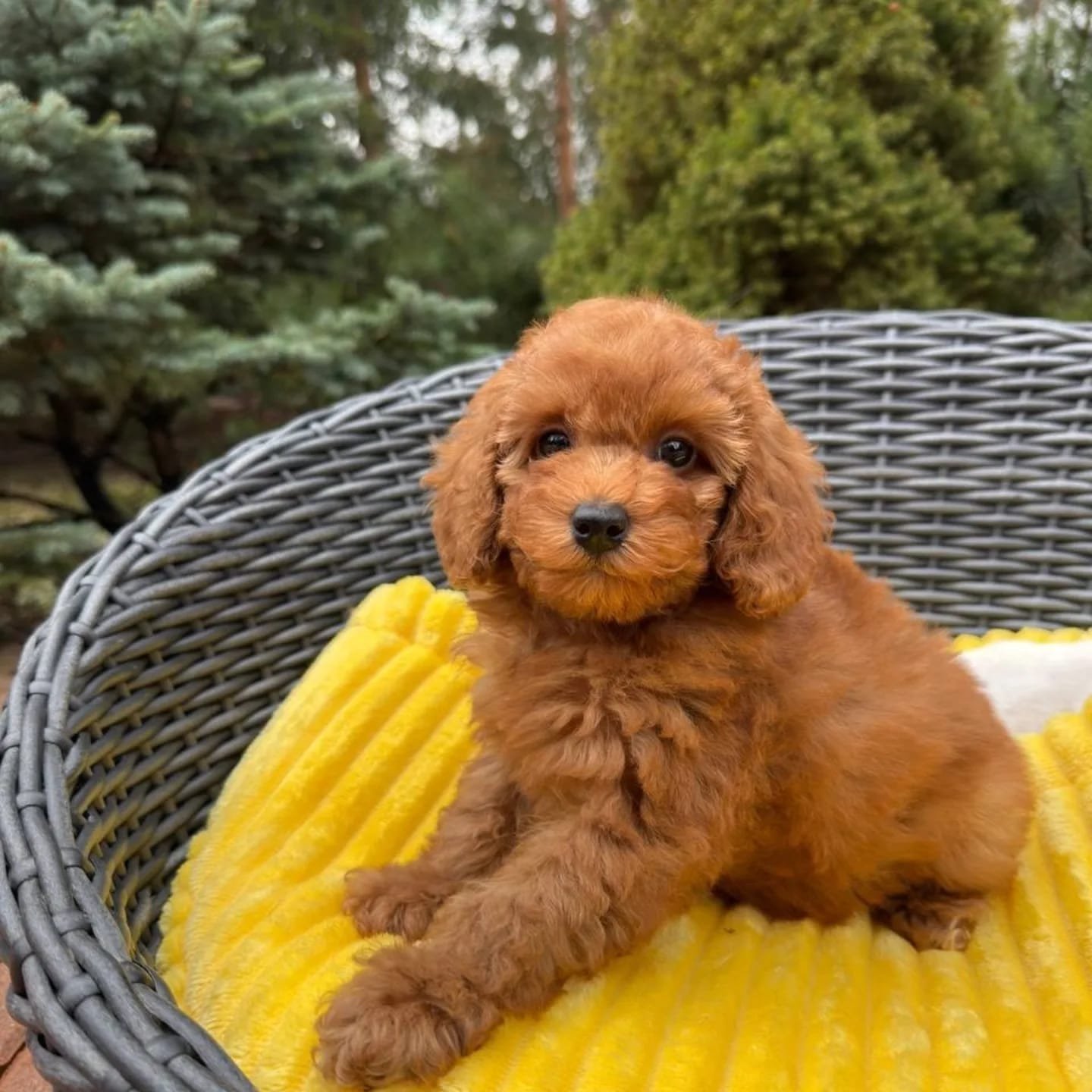 CACHORROS CANICHE EN VENTA whatsapp image 2026 05 04 at 9.19.23 pm