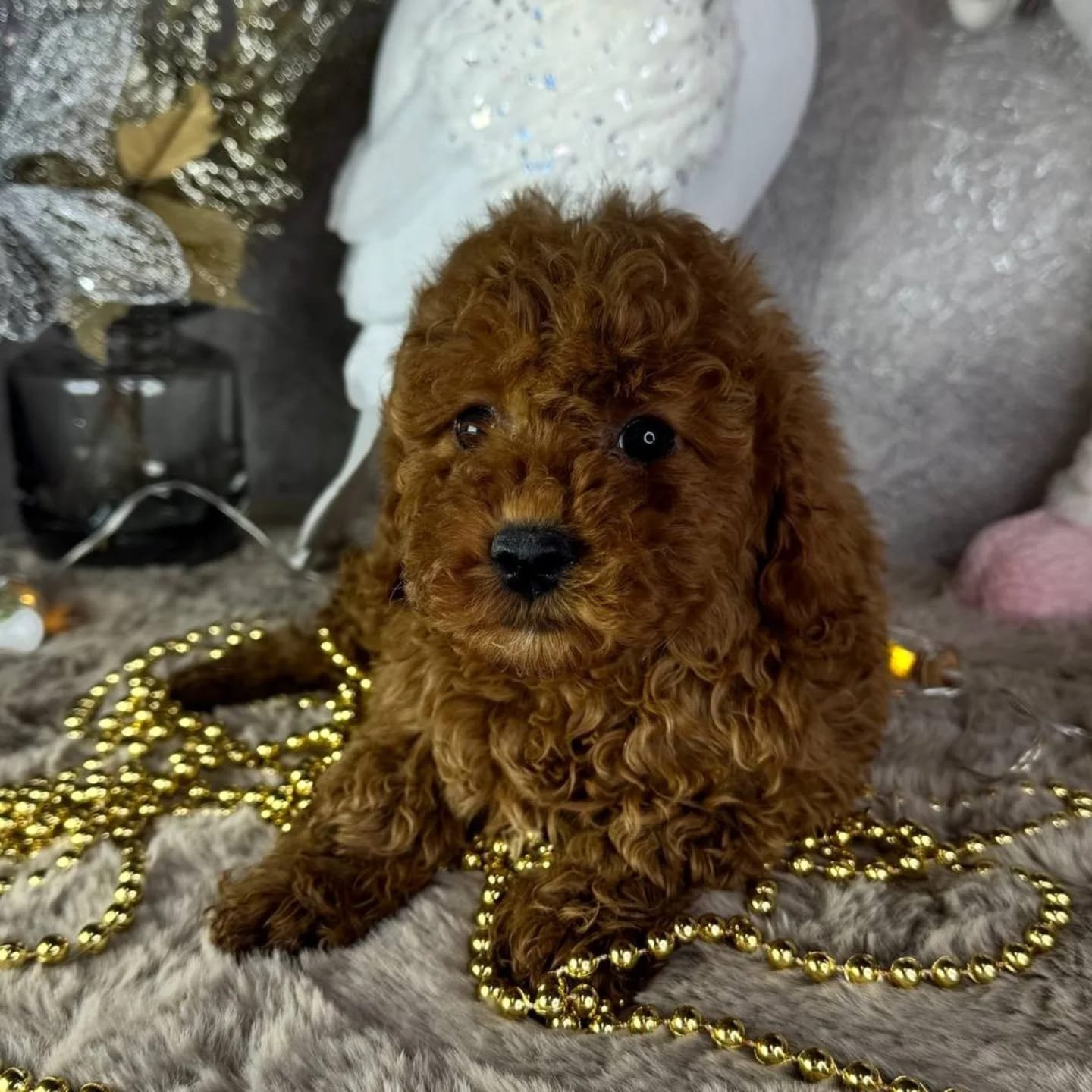 CACHORROS CANICHE EN VENTA whatsapp image 2026 05 04 at 9.30.03 pm (1)