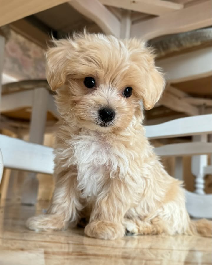 CACHORROS MALTIPOO EN VENTA whatsapp image 2026 05 04 at 9.45.56 pm