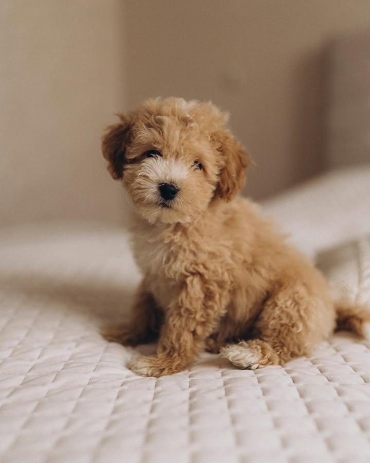 CACHORROS MALTIPOO EN VENTA whatsapp image 2026 05 04 at 9.46.17 pm