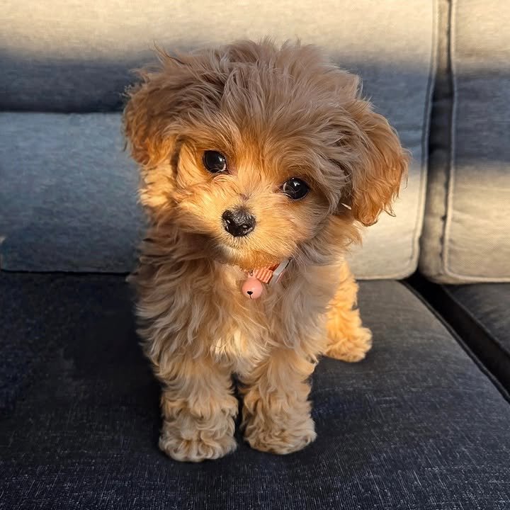 CACHORROS MALTIPOO EN VENTA whatsapp image 2026 05 04 at 9.59.12 pm
