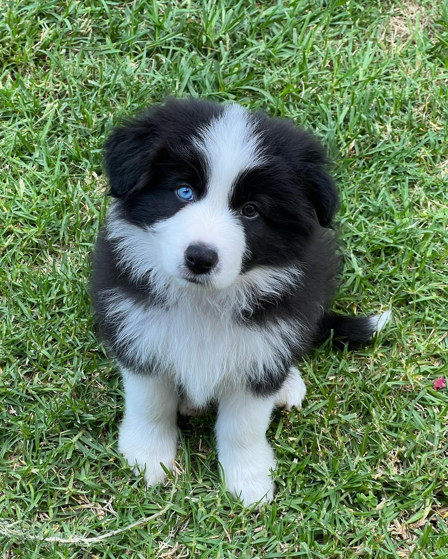 BORDER COLLIE EN VENTA bc1=alfie (2)