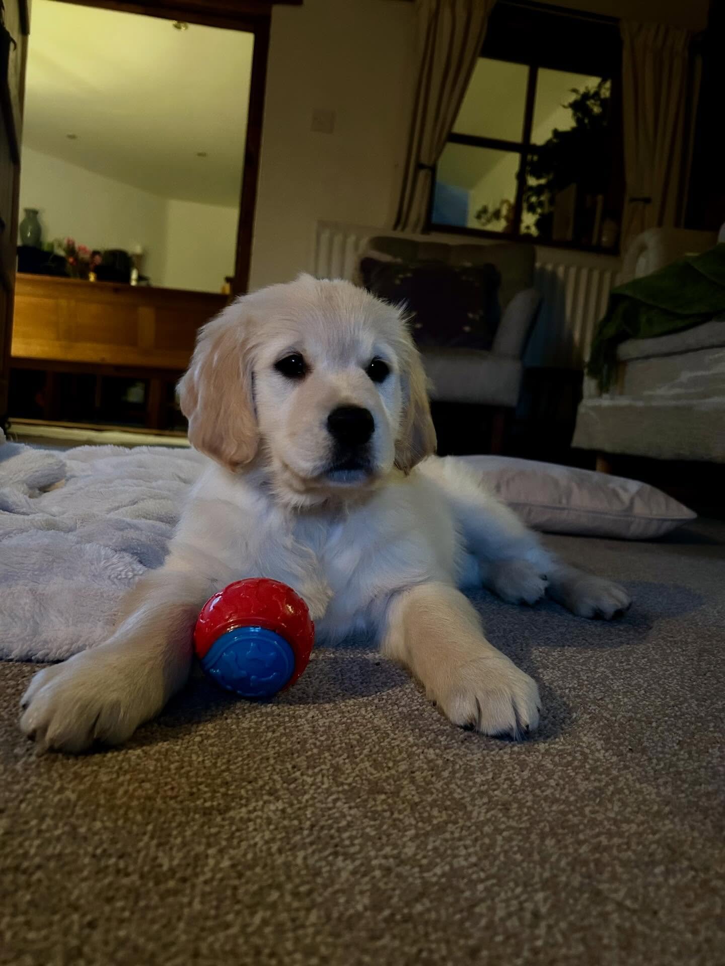 bella thegoldenretriever2025 20251201 0004