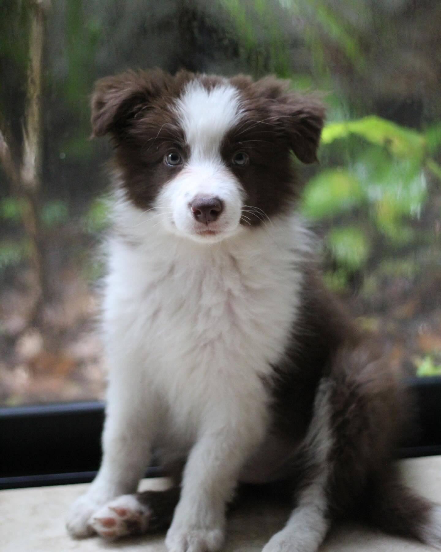 BORDER COLLIE EN VENTA border (21)