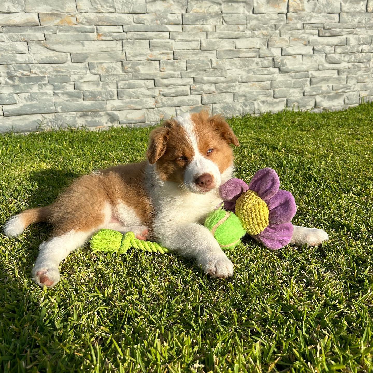 BORDER COLLIE EN VENTA border (25)