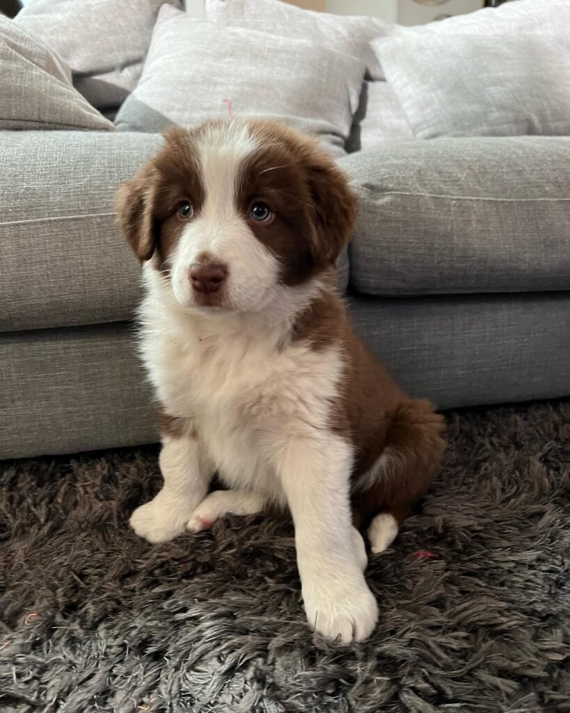 BORDER COLLIE EN VENTA border c. 4 (9)