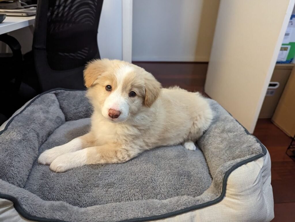 BORDER COLLIE EN VENTA border collie 3 (1)