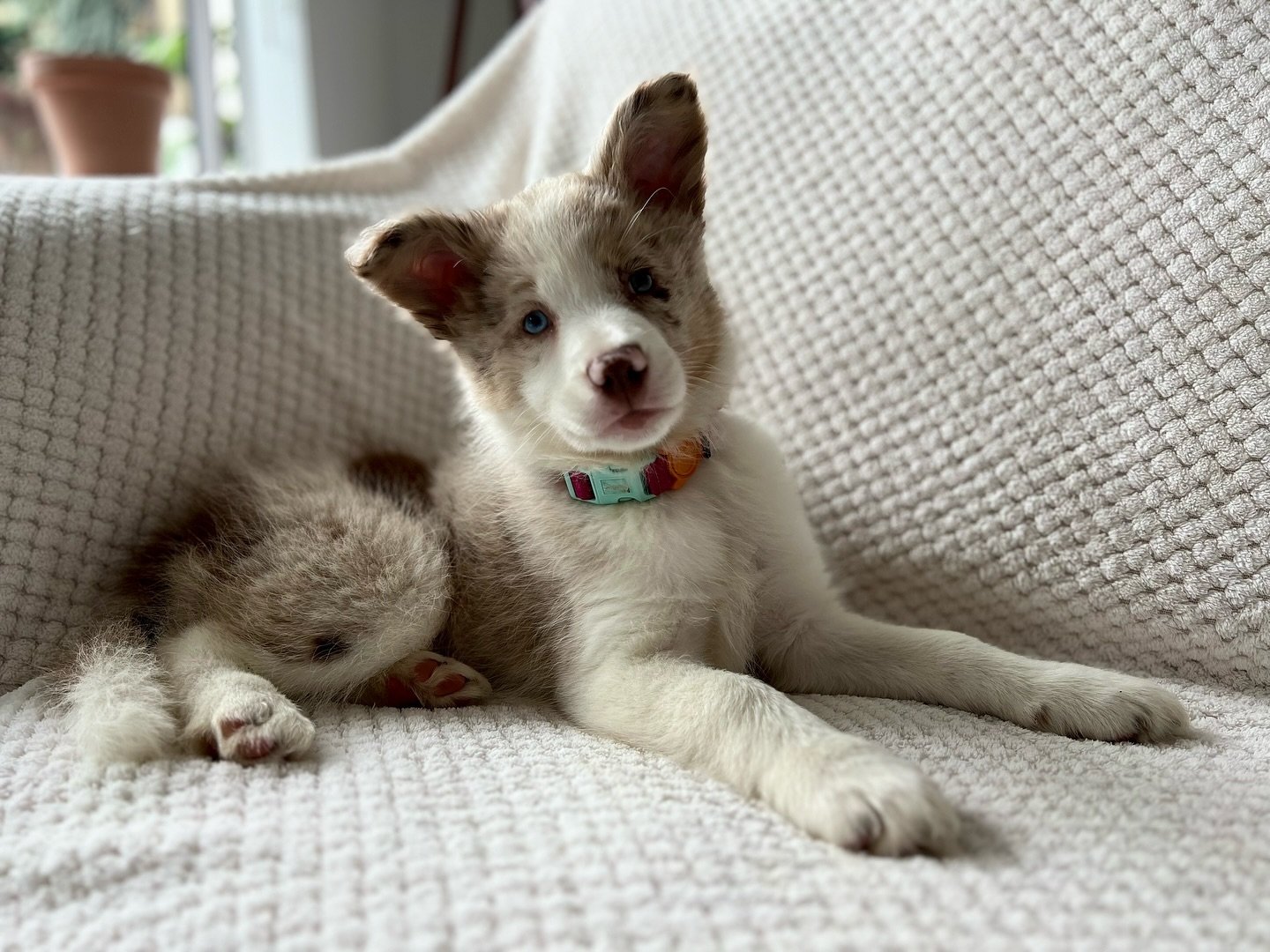 BORDER COLLIE EN VENTA border collie zoe (14)