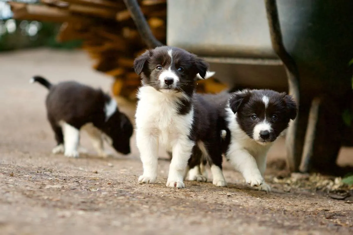cachorros border collie
