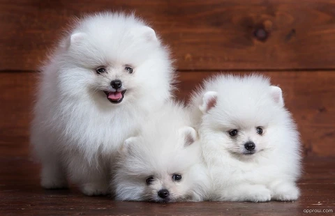medium pomeranian puppies matte finish poster ppointnew4986 original imagarntdfhzhrhy