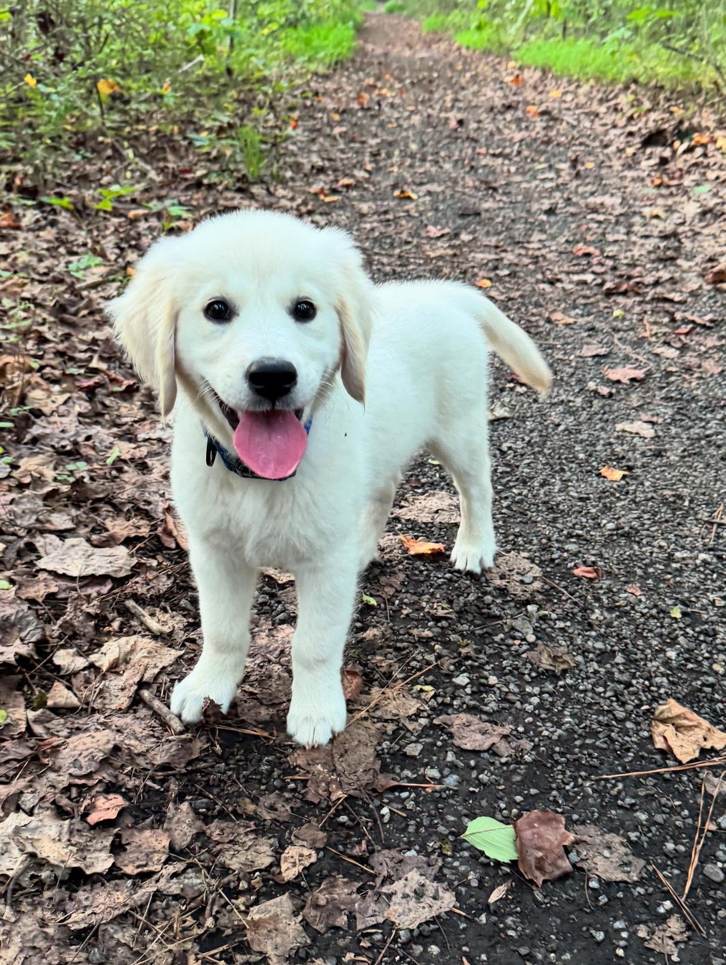 rivertheenglishgolden 20251202 0008