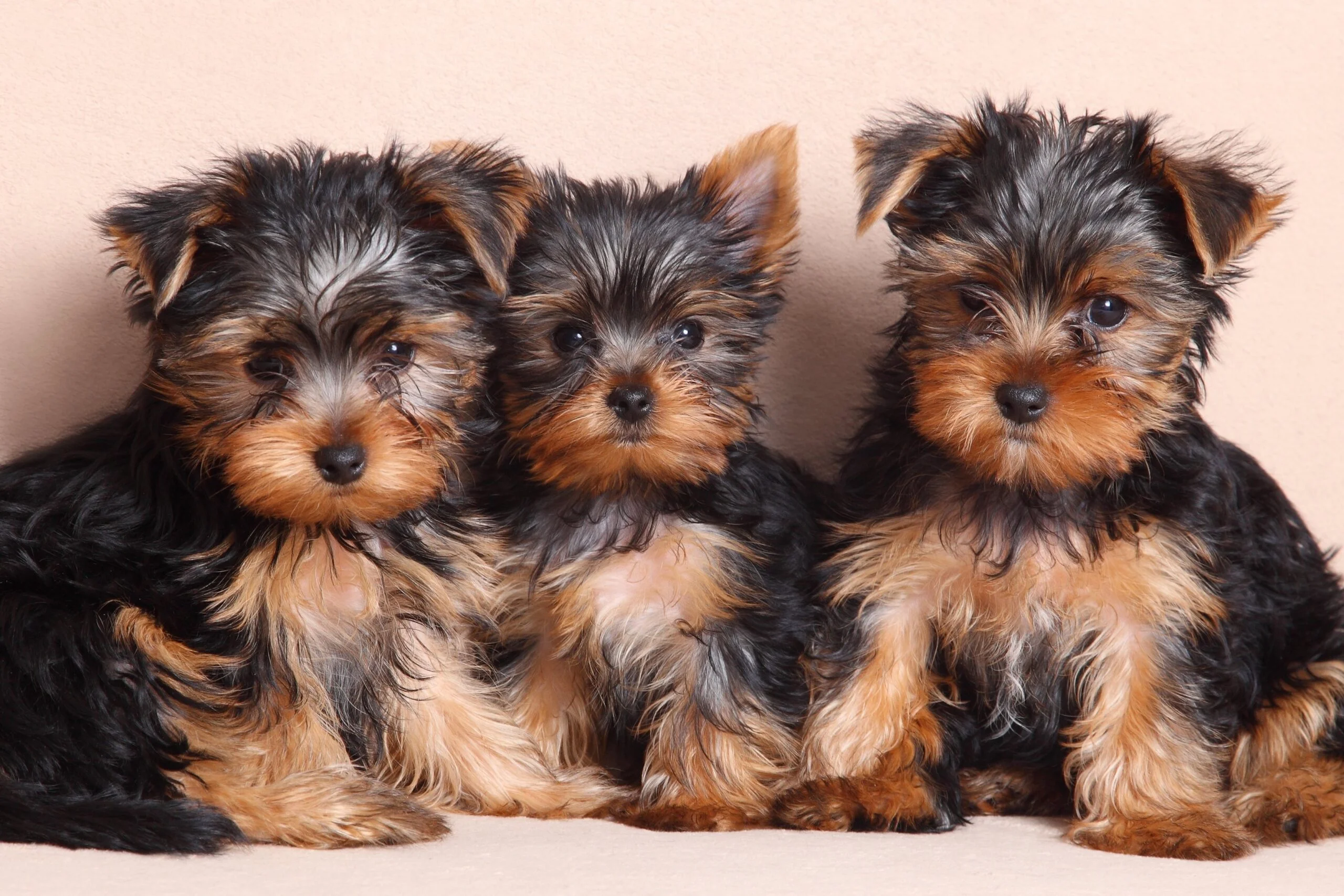 CACHORROS YORKIE 