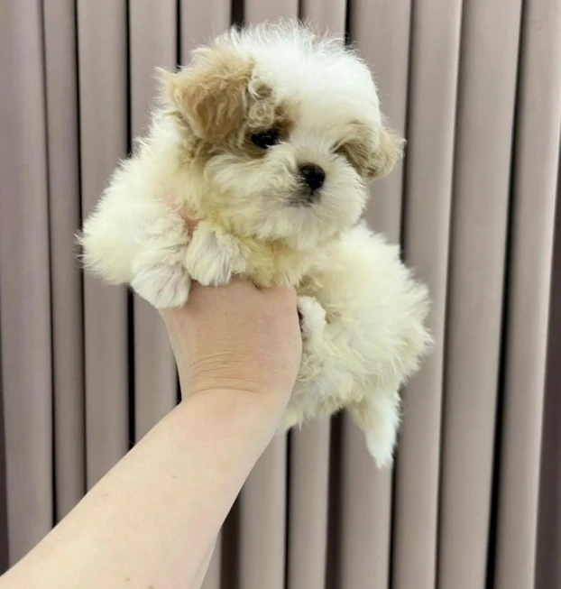 {{brizy_dc_image_alt entityId=