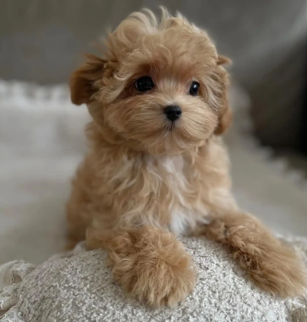 {{brizy_dc_image_alt entityId=