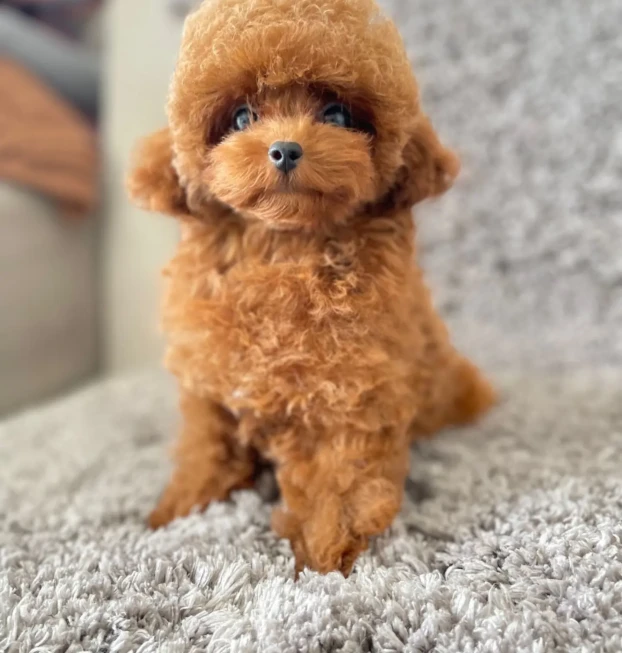 {{brizy_dc_image_alt entityId=