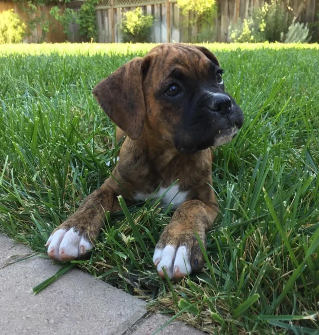 {{brizy_dc_image_alt entityId=