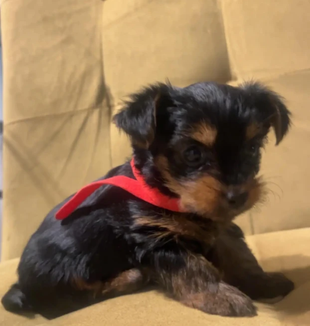 {{brizy_dc_image_alt entityId=