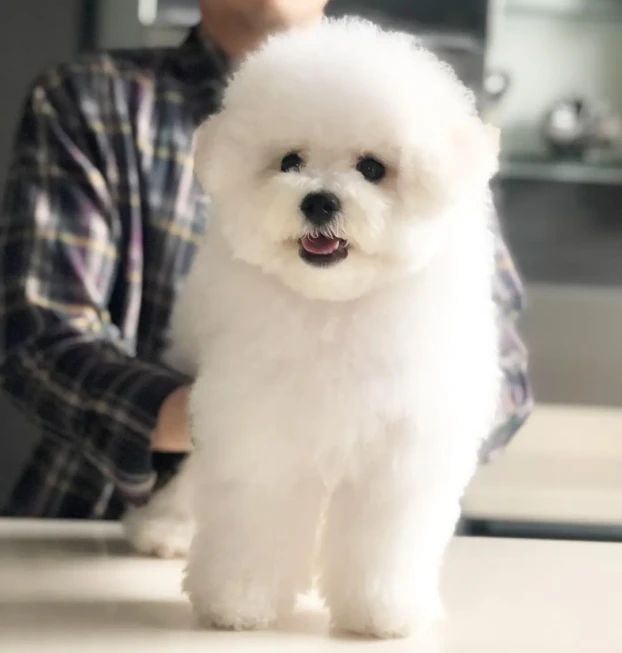 {{brizy_dc_image_alt entityId=