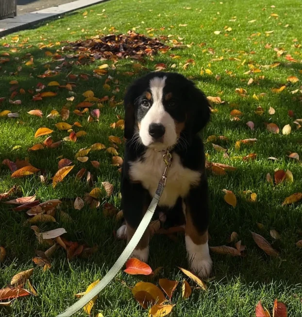 {{brizy_dc_image_alt entityId=