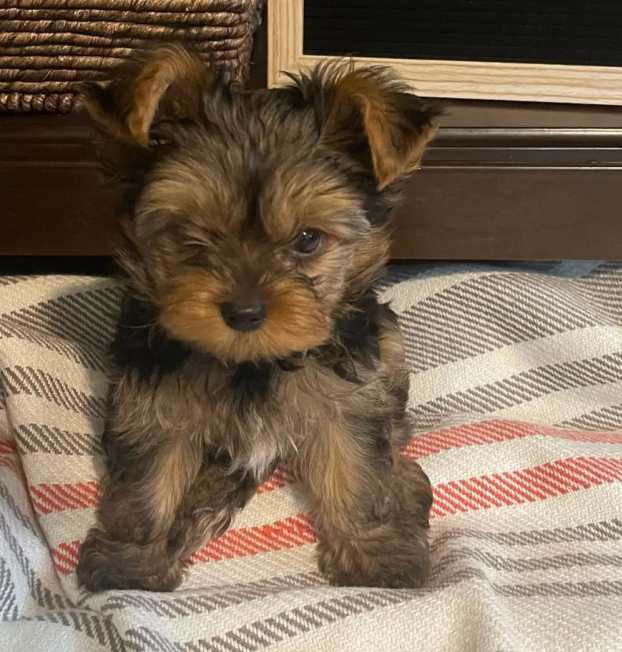 {{brizy_dc_image_alt entityId=