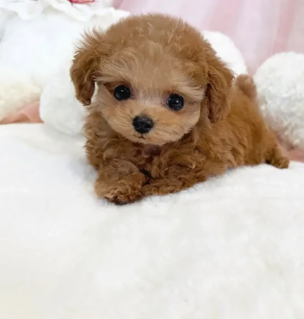 {{brizy_dc_image_alt entityId=