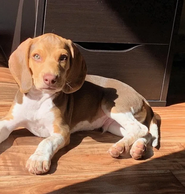 {{brizy_dc_image_alt entityId=